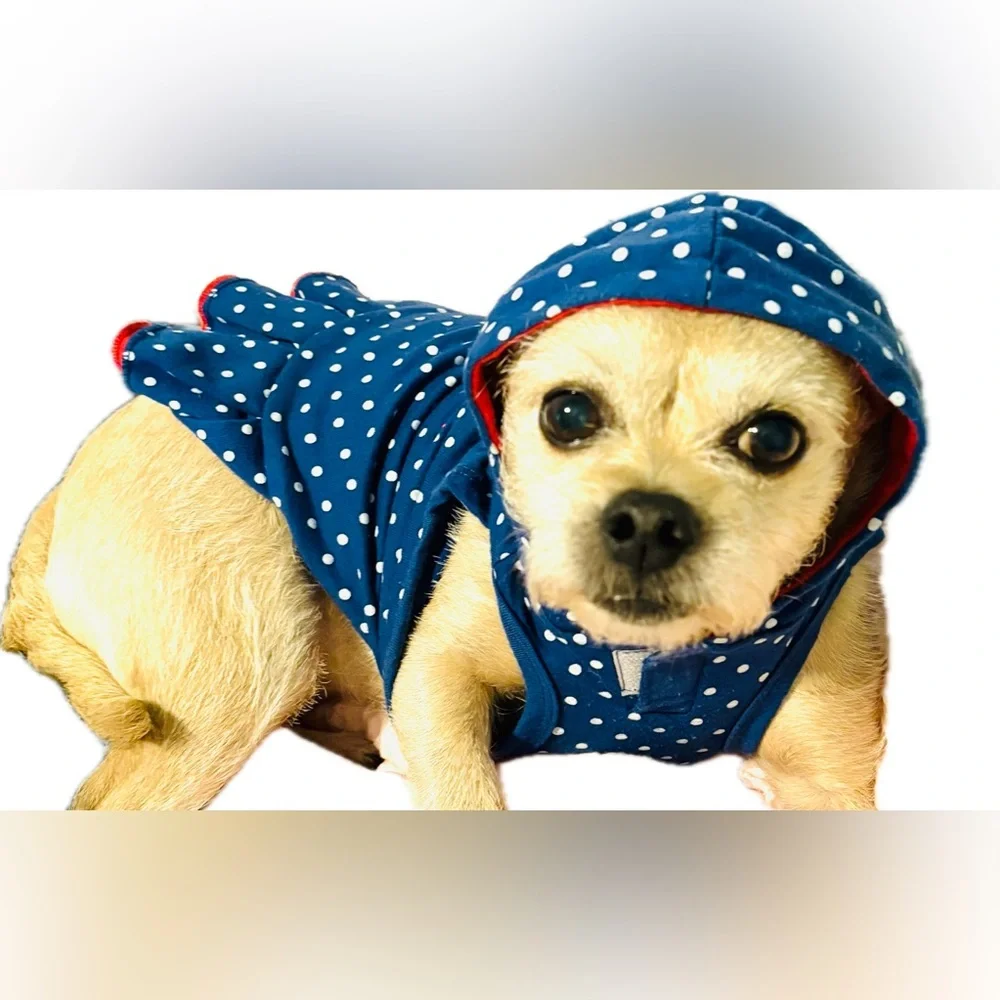 Ellen Degeneres stylish dog